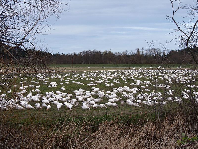Snow Geese: They hang around here every Winter.