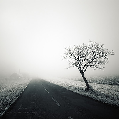 road winter blackandwhite mist tree monochrome fog landscape scenery frost hungary outdoor minimal serene pannonhalma