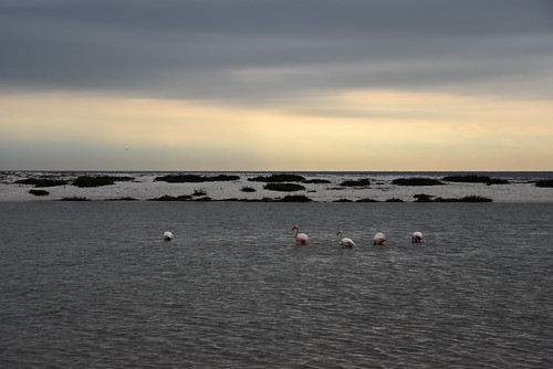 winter sunset sea italy lake bird beach water sardinia flamingos mariermi sargdena