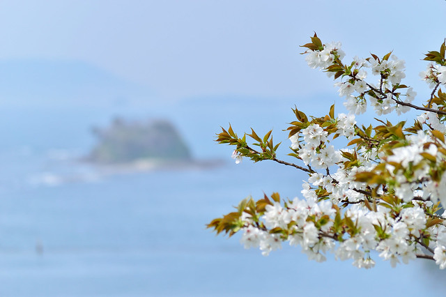 サクラと鵜来島（うぐしま）　Cherry blossoms (5)