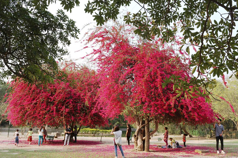 City Nature - The Two Bougainvillea Trees, Lodhi Gardens