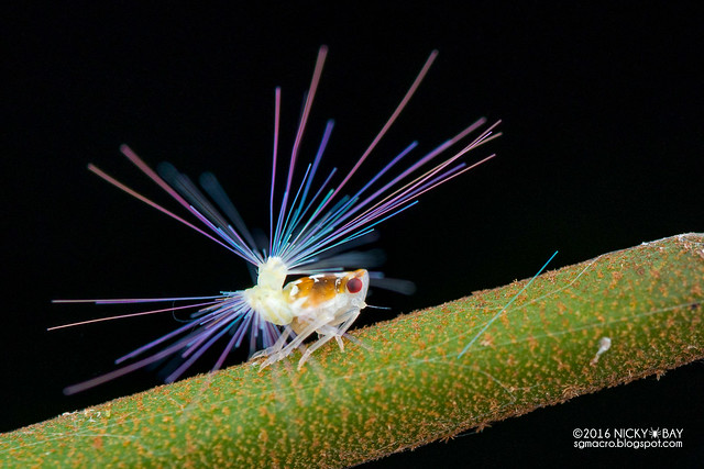 Moth-like planthopper nymph (Ricaniidae) - DSC_6949