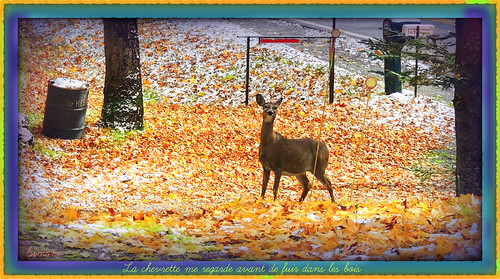 wild orange tree fall animal female forest automne frame leafs arbre chevreuil beautilful chevrette baldwinmills 20151228automne