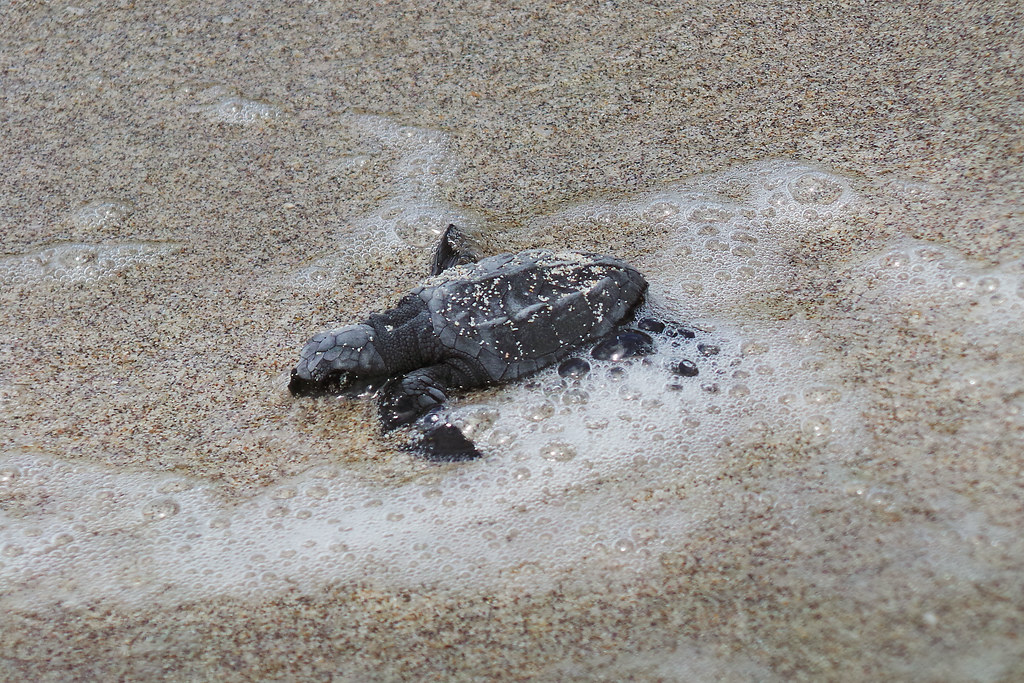 Manuel Antonio Olive Ridley Sea Turtles, Costa Rica
