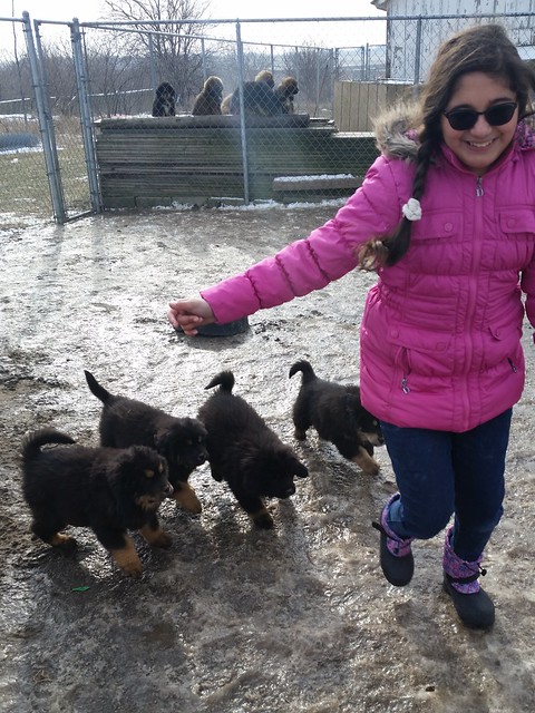 Cari with Tibetan Mastiff Puppies 20160124