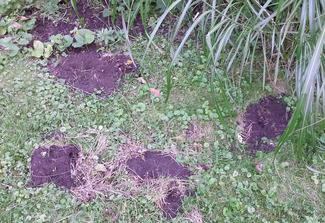 four dirt patches in the grass