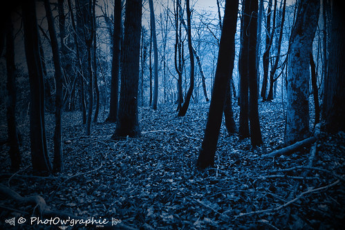 nature forest hiver bleu sombre extérieur arbre perdu forêt feuille tronc branche peur troncs