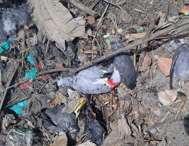 dead parrots and parrot parts in trash heap