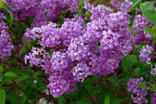 green purple blossoms lilac fragrance