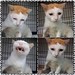 Why that kesian look??   #cat #catslover #neko #feline #ginger #handsome #omgsocute #aww #kesian #pityful #aiyo #luvkuching #throwback
