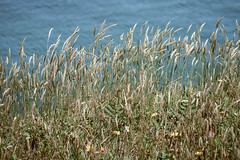 Weeds by the Sea, Mendocino