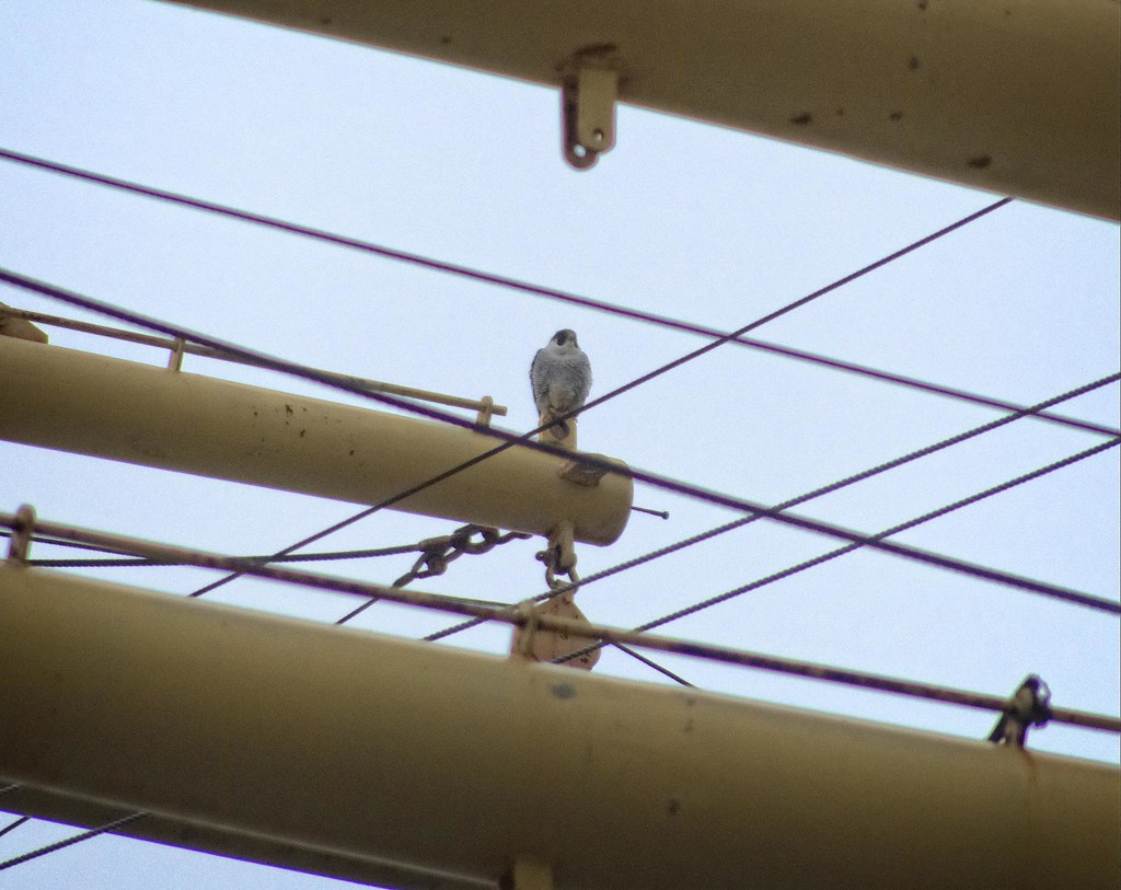 Male falcon atop the Peking