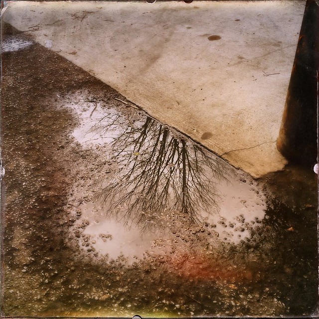 Reflection #reflection #trees #puddles #loadingdock #work #hermanbwellslibrary #wellslibrary