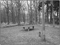 concrete table tennis table between trees