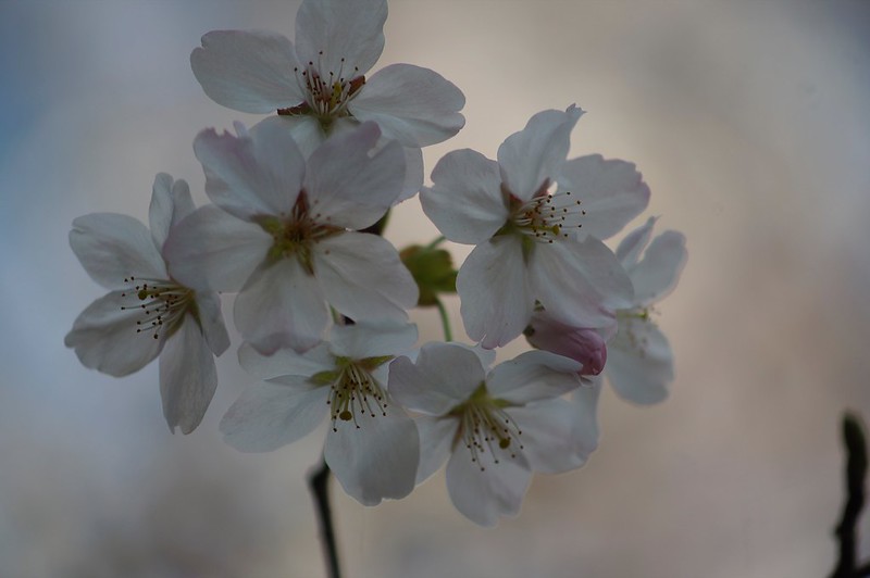 桜　×　Vario-Sonnar 80-200mm F4