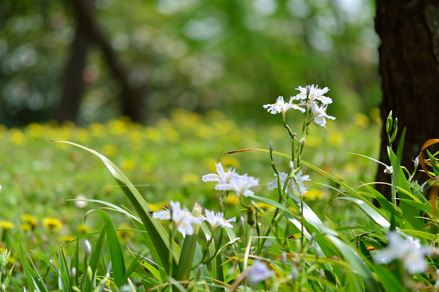 シャガ　Iris japonica