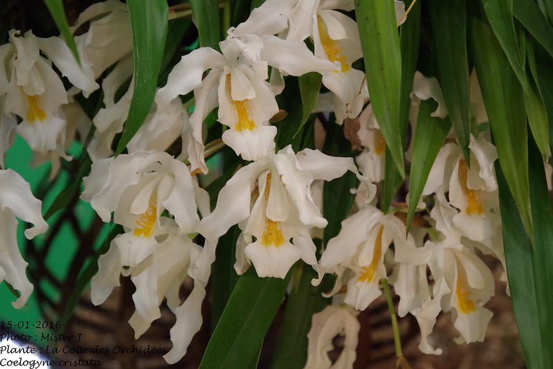 Exposition orchidee à Poissy les 15,16 et 17 janvier 23781152084_1b508a092f_c