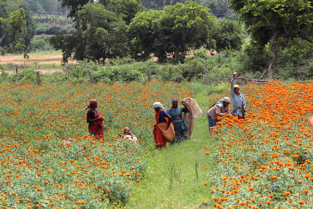 Additionally, the agricultural system is also witnessing a shift in cropping patterns--from food crops to cash and commercial crops such as marigold, sugarcane and banana. Institutional financing mechanisms and subsidies for free electricity makes it easy for unregulated extraction of groundwater as well as unauthorised pumping of water from rivers to grow these water-intensive crops. In complex landscapes such as this, livelihood choices are nuanced and dynamic. Policies must therefore understand that vulnerability of people and systems and their capacity to adapt to climate change impacts is socially differentiated. State sponsored policies and programmes must be sensitive to promote sustainable developmental activities in these already fragile social ecological systems.