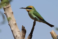 The ever present Rainbow Bee Eater IMG_3381