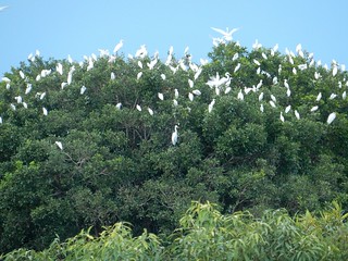 White Egrets - Los Llanos