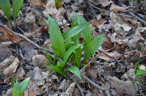 wild garlic Feb 16