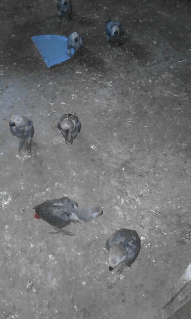 Nestlings in captivity Kindu