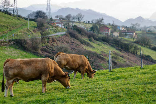 sunset atardecer cow asturias oviedo canela vaca vacas paciendo