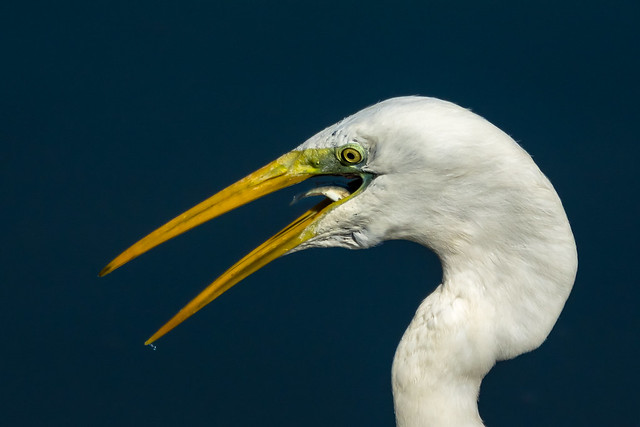 Great egret swallowing a fish
