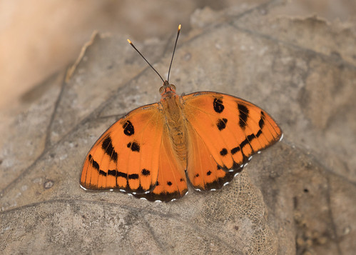 baronet indianbutterflies symohaedranais