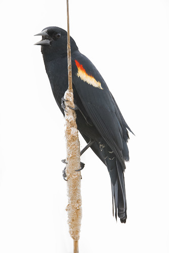 bird birds wildlife indiana area blackbird linton redwinged goosepond agelaius fishandwildlife phoeniceus