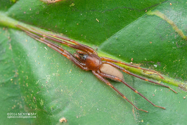 Ant-like sac spider (Medmassa sp.) - DSC_7386