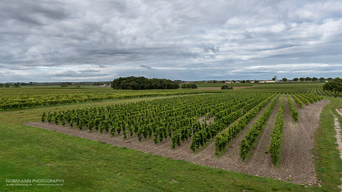 france green vineyard heaven pov grapes fields fr cognac tcs poitoucharentes jarnacchampagne tunsbergcognacselskab châteaudemontifaud