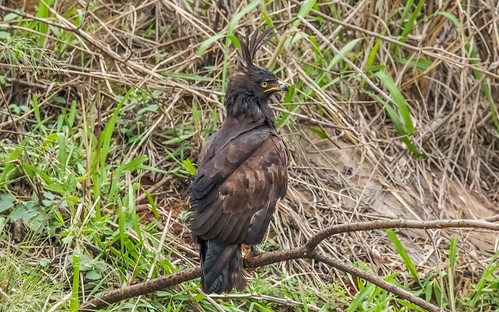southafrica eagles raptors kwazulunatal longcrestedeagle southafrica2015 crieghtonarea maoleni