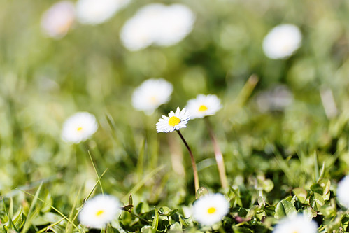 daisies spring day sunny greece arcadia megalopoli