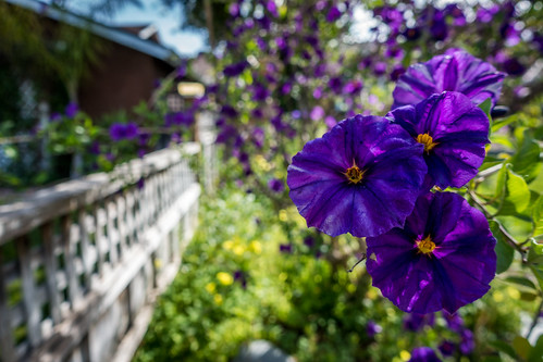 california ca flowers plant macro tree nature closeup fence garden landscape us flora afternoon purple unitedstates bokeh outdoor sanjose depthoffield losgatos solanumtuberosum
