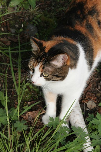 Garden Kitty