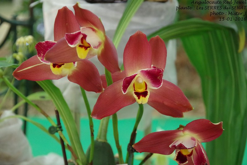 Exposition orchidee à Poissy les 15,16 et 17 janvier 24042179799_efb0c76e2e_c