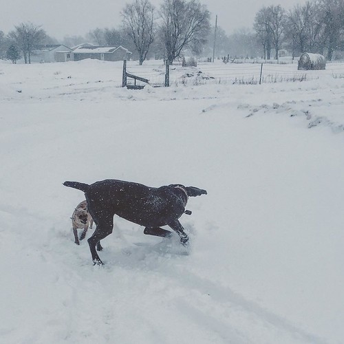 winter dog snow chihuahua dogs southdakota rural puppy square farm country weimaraner squareformat iphoneography instagramapp