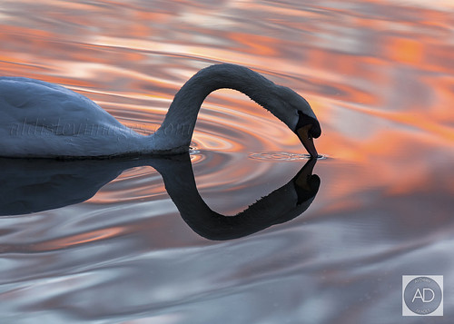 water weather liverpool sunrise reflections swan wildlife merseyside wildfowl liverpoolmarina