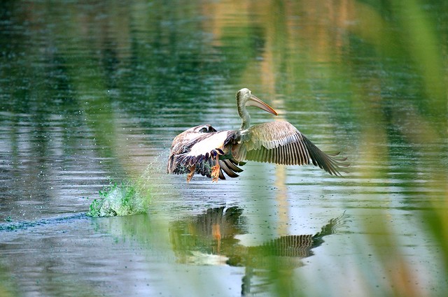 Pelican takeoff