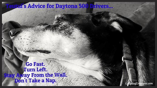 sleepy senior rescued coonhound mix dog #rescueddog #adoptdontshop ©LapdogCreations