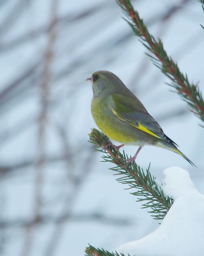 lumi greenfinch kuusi viherpeippo
