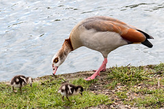 Egyptian goose with young