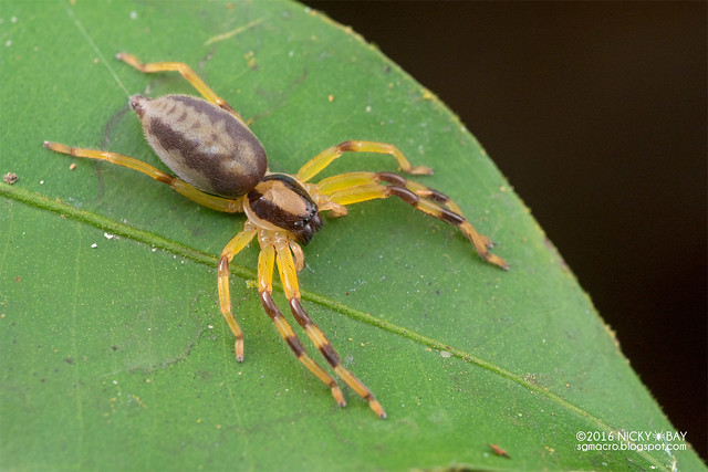 Huntsman spider (Thelcticopis sp.) - DSC_7685
