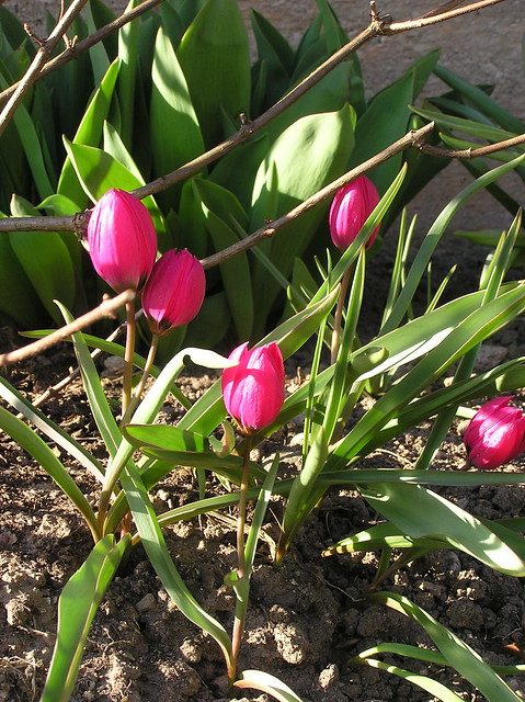 Tulipa pulchella violacea