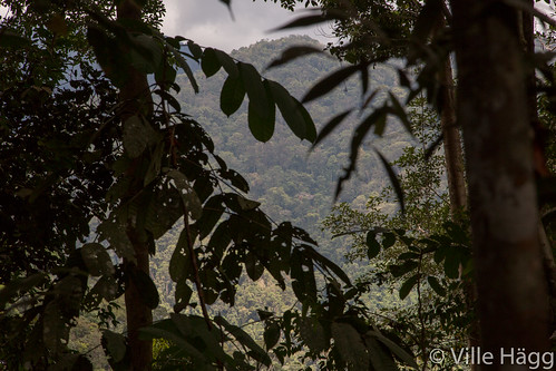 sumatra indonesia landscape scenery id jungle gunungleuser northsumatra batangserangan