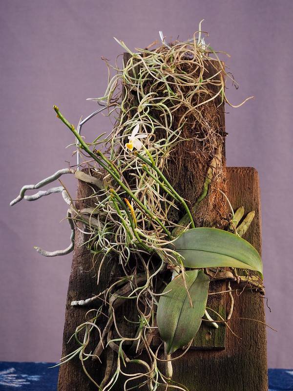 Phalaenopsis malipoensis plant