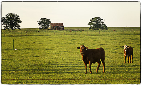 texture rural georgia landscape cow unitedstates fortvalley