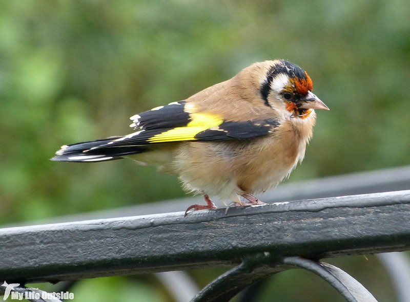 P1160931 - Garden Goldfinch