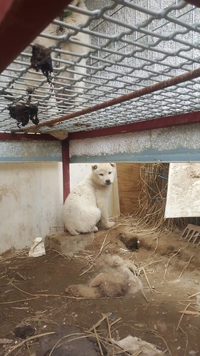 Nami Kim team rescues from Bucheon dog farm